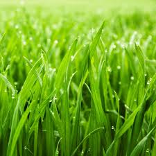 Fresh Cut Grass Wax Melts