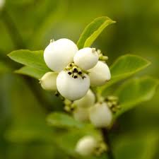 Snowberry Mistletoe
