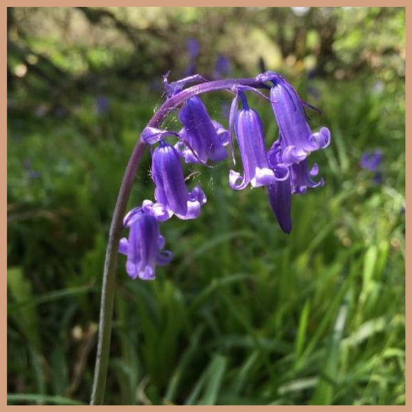 Bluebell Melts