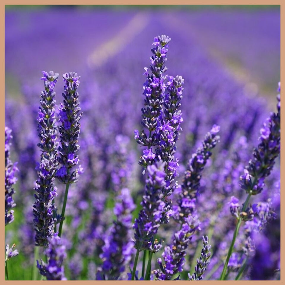 Lavender Wax Melts